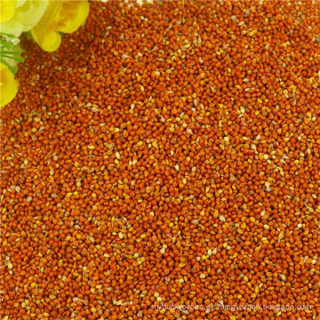 Nueva cosecha de mijo rojo puro en cáscara con precio competitivo